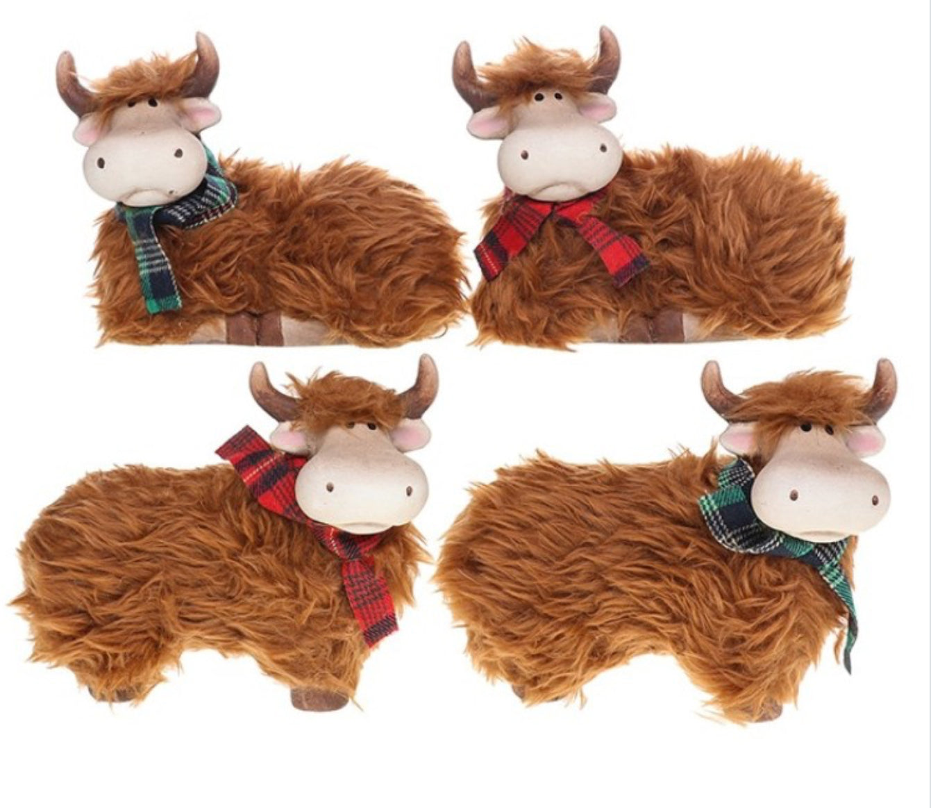 Highland Coo Middle Standing and Posing