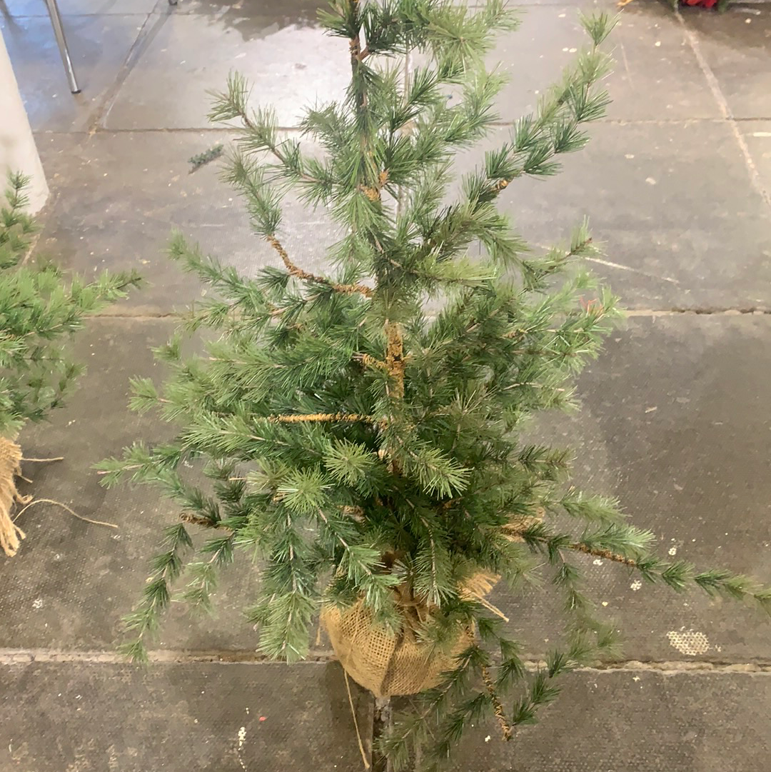 Mini Fir Christmas Tree